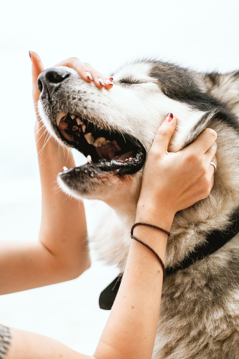 Hundebur - Den optimale løsning, til dig og din hund